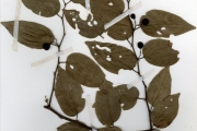 <strong>Rhamnaceae - Ziziphus - Ziziphus mucronata Willd.</strong><br />© hnb