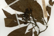 <strong>Rubiaceae - Psychotria - Psychotria vogeliana Benth.</strong><br />© hnb
