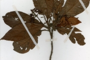 <strong>Rubiaceae - Psychotria - Psychotria vogeliana Benth.</strong><br />© hnb