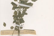 <strong>Acanthaceae - Justicia - Justicia tenella (Nees) T.Anderson</strong><br />© hnb