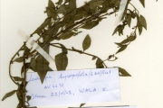 <strong>Onagraceae - Ludwigia - Ludwigia hyssopifolia (G.Don) Exell</strong><br />© hnb