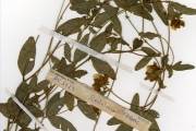 <strong>Leguminosae-Papilionoideae - Crotalaria - Crotalaria macrocalyx Benth.</strong><br />© hnb