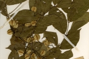 <strong>Combretaceae - Combretum - Combretum molle R.Br. ex G.Don</strong><br />© hnb