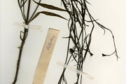 <strong>Rubiaceae - Kohautia - Kohautia grandiflora DC.</strong><br />© hnb