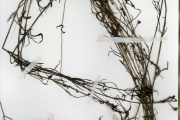 <strong>Rubiaceae - Kohautia - Kohautia grandiflora DC.</strong><br />© hnb