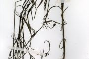 <strong>Rubiaceae - Kohautia - Kohautia grandiflora DC.</strong><br />© hnb