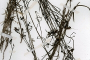 <strong>Rubiaceae - Kohautia - Kohautia grandiflora DC.</strong><br />© hnb