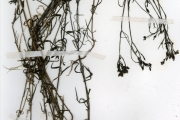 <strong>Rubiaceae - Kohautia - Kohautia grandiflora DC.</strong><br />© hnb