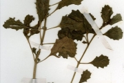 <strong>Pedaliaceae - Pedalium - Pedalium murex Royen ex L.</strong><br />© hnb