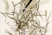 <strong>Poaceae - Panicum - Panicum pansum Rendle</strong><br />© hnb