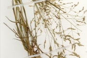 <strong>Poaceae - Eragrostis - Eragrostis tremula (Lam.) Hochst. ex Steud.</strong><br />© hnb