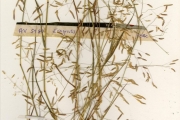 <strong>Poaceae - Eragrostis - Eragrostis tremula (Lam.) Hochst. ex Steud.</strong><br />© hnb