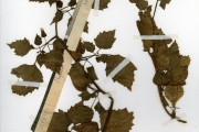 <strong>Solanaceae - Physalis - Physalis angulata L.</strong><br />© hnb