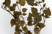 <strong>Solanaceae - Physalis - Physalis angulata L.</strong><br />© hnb
