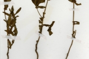 <strong>Rubiaceae - Mitracarpus - Mitracarpus hirtus (L.) DC.</strong><br />© hnb