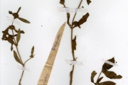 <strong>Rubiaceae - Mitracarpus - Mitracarpus hirtus (L.) DC.</strong><br />© hnb