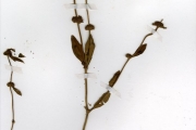 <strong>Rubiaceae - Mitracarpus - Mitracarpus hirtus (L.) DC.</strong><br />© hnb
