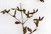 <strong>Rubiaceae - Mitracarpus - Mitracarpus hirtus (L.) DC.</strong><br />© hnb