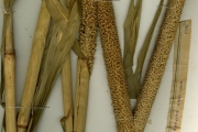 <strong>Poaceae - Pennisetum - Pennisetum glaucum (L.) R.Br.</strong><br />© hnb