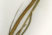 <strong>Poaceae - Pennisetum - Pennisetum glaucum (L.) R.Br.</strong><br />© hnb