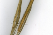 <strong>Poaceae - Pennisetum - Pennisetum glaucum (L.) R.Br.</strong><br />© hnb
