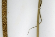 <strong>Poaceae - Pennisetum - Pennisetum glaucum (L.) R.Br.</strong><br />© hnb