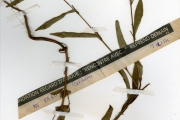 <strong>Tiliaceae - Corchorus - Corchorus tridens L.</strong><br />© hnb