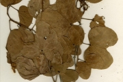 <strong>Leguminosae-Caesalpinioideae - Bauhinia - Bauhinia reticulata DC.</strong><br />© hnb