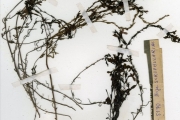 <strong>Scrophulariaceae - Striga - Striga hermonthica (Delile) Benth.</strong><br />© hnb
