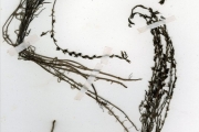 <strong>Scrophulariaceae - Striga - Striga hermonthica (Delile) Benth.</strong><br />© hnb