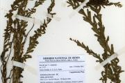 <strong>Leguminosae-Papilionoideae - Sesbania - Sesbania pachycarpa DC. subsp. pachycarpa</strong><br />© hnb