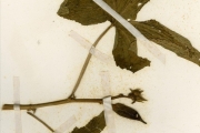 <strong>Malvaceae - Abelmoschus - Abelmoschus moschatus Medik.</strong><br />© hnb