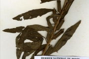 <strong>Pedaliaceae - Sesamum - Sesamum indicum L.</strong><br />© hnb