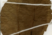<strong>Moraceae - Ficus - Ficus platyphylla Delile</strong><br />© hnb