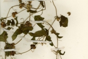 <strong>Cucurbitaceae - Cucumis - Mukia maderaspatana (L.) M.Roem.</strong><br />© hnb