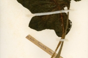 <strong>Cucurbitaceae - Cucurbita - Cucurbita maxima Duchesne</strong><br />© hnb
