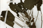 <strong>Malvaceae - Hibiscus - Hibiscus cannabinus L.</strong><br />© hnb