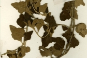 <strong>Euphorbiaceae - Chrozophora - Chrozophora senegalensis (Lam.) A.Juss. ex Spreng.</strong><br />© hnb