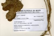 <strong>Leguminosae-Papilionoideae - Arachis - Arachis hypogaea L.</strong><br />© hnb
