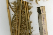 <strong>Poaceae - Cymbopogon - Cymbopogon caesius (Nees ex Hook.f. & Arn.) Stapf</strong><br />© hnb
