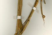 <strong>Poaceae - Cymbopogon - Cymbopogon caesius (Nees ex Hook.f. & Arn.) Stapf</strong><br />© hnb