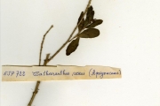 <strong>Apocynaceae - Catharanthus - Catharanthus roseus (L.) G.Don</strong><br />© hnb