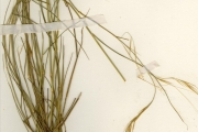 <strong>Gramineae - Aristida - Aristida sieberiana Trin.</strong><br />© hnb