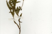 <strong>Rubiaceae - Mitracarpus - Mitracarpus hirtus (L.) DC.</strong><br />© hnb
