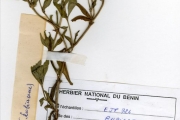 <strong>Rubiaceae - Mitracarpus - Mitracarpus hirtus (L.) DC.</strong><br />© hnb
