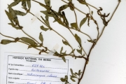 <strong>Rubiaceae - Mitracarpus - Mitracarpus hirtus (L.) DC.</strong><br />© hnb