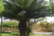<strong>Cycadaceae - Cycas circinalis L.</strong><br />© Robert Taylor - SAEON
