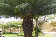 <strong>Cycadaceae - Cycas circinalis L.</strong><br />© Robert Taylor - SAEON