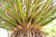 <strong>Cycadaceae - Cycas circinalis L.</strong><br />© Robert Taylor - SAEON