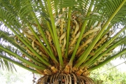 <strong>Cycadaceae - Cycas circinalis L.</strong><br />© Robert Taylor - SAEON